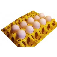 Jajka wylęgowe - Ayam Cemani