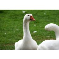 Tuczna gęś brojlerów