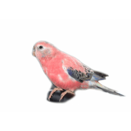 Bourek's Travager - neo-zjawisko Bourka