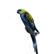 Rose Rose Blue - Penant