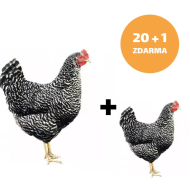 Kurczak Cętkowany 20 + 1 szt. + Supervit D 100g ZA DARMO