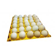 Jajka wylęgowe - maleńka walijka