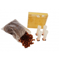 Zestaw do hodowli młodych pszeczlich matek