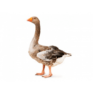 Gęś Landesa utuczona