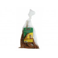 Senegalské proso v klasech