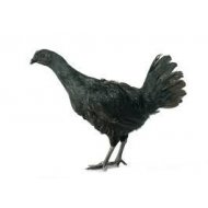 Hen Ayam Cemani