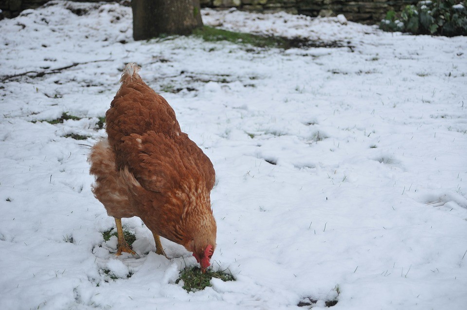 Kura w okresie zimowym